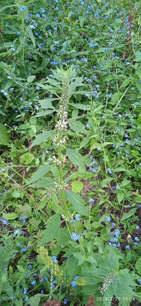 Rosy Motherwort