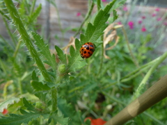 Harmonia axyridis