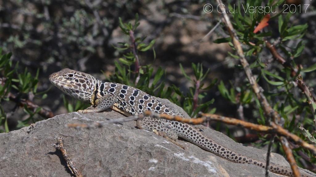 Venerable Collared Lizard in August 2017 by Gert Jan Verspui. Adult