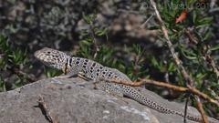 Crotaphytus antiquus
