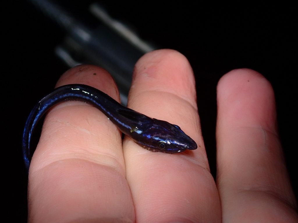 Slender Suckerfish