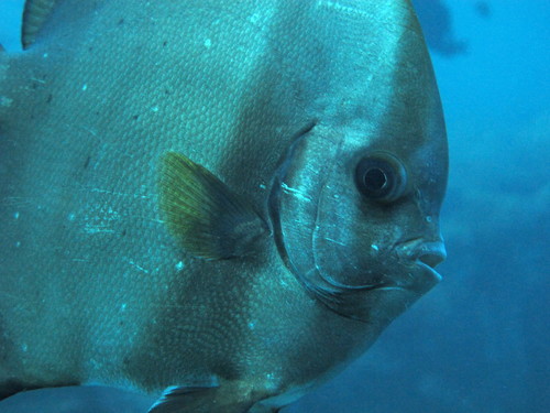 Round Batfish — seen at this dive site