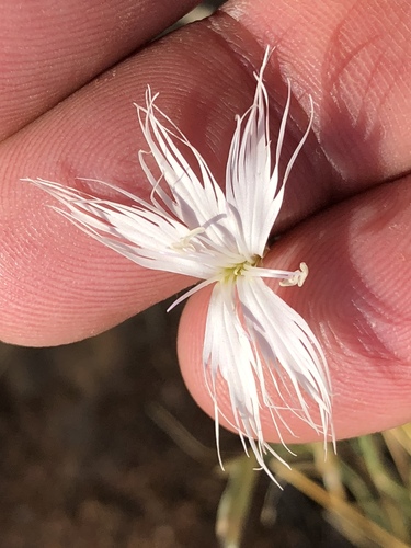 Dianthus namaensis var. dinteri image