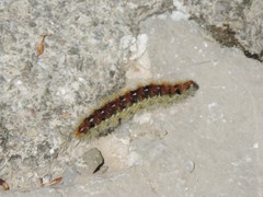Diacrisia purpurata