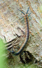 Scolopendra japonica