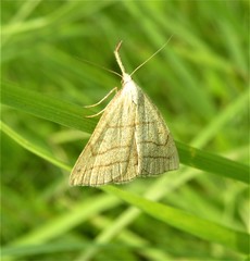 Polypogon tentacularia