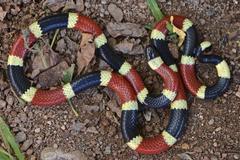 Micruroides euryxanthus