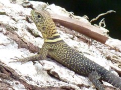 Uracentron flaviceps