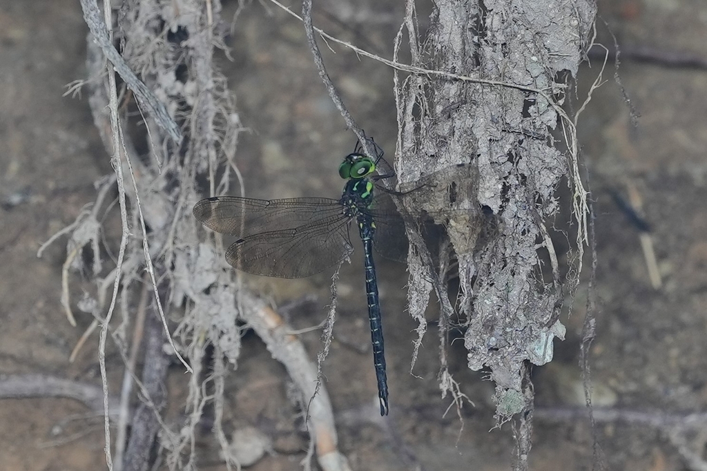 Cephalaeschna needhami