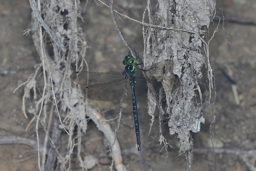 Cephalaeschna needhami