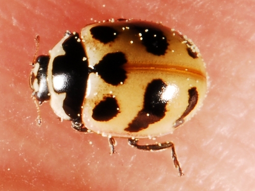iNaturalist observation photo of Three-banded Lady Beetle