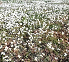 Oxalis tenella