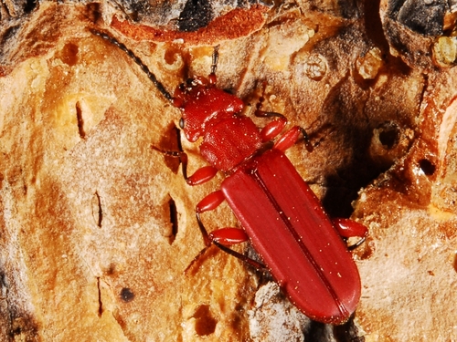 iNaturalist observation photo of Red Flat Bark Beetle
