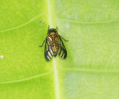 Colsa costaestriga