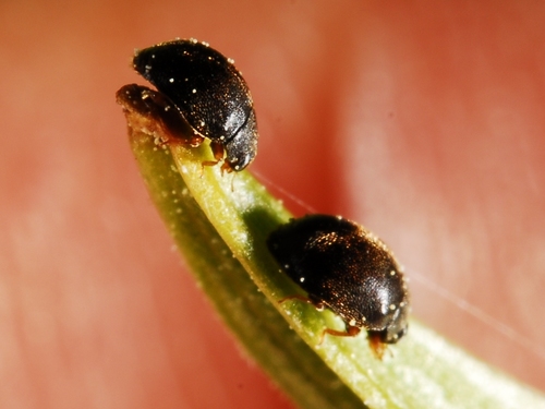 iNaturalist observation photo of Lady Beetles