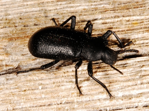 iNaturalist observation photo of Serrated Darkling Beetle