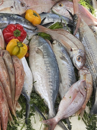 Bigtoothed pompano (Campogramma glaycos) — Carangidae — 5