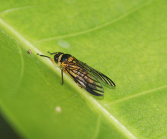 Colsa costaestriga