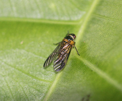 Colsa costaestriga