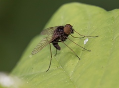 Chrysopilus proximus