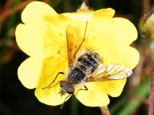 iNaturalist observation photo of Conophorus