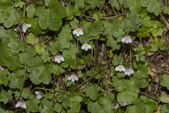 Cymbalaria muralis