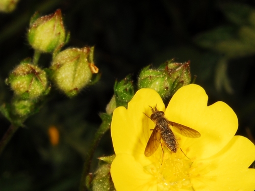 iNaturalist observation photo of Conophorus