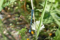 Coenagrion scitulum