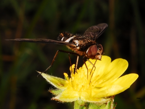 iNaturalist observation photo of Anthracinae