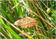 Rhodostrophia pudorata