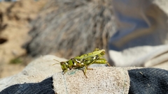 Bootettix argentatus