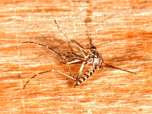 iNaturalist observation photo of Aedini