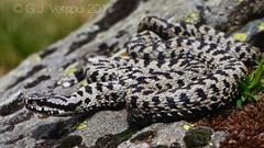 Vipera walser