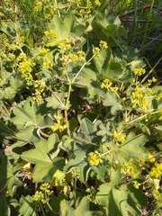 Alchemilla zimoenkensis