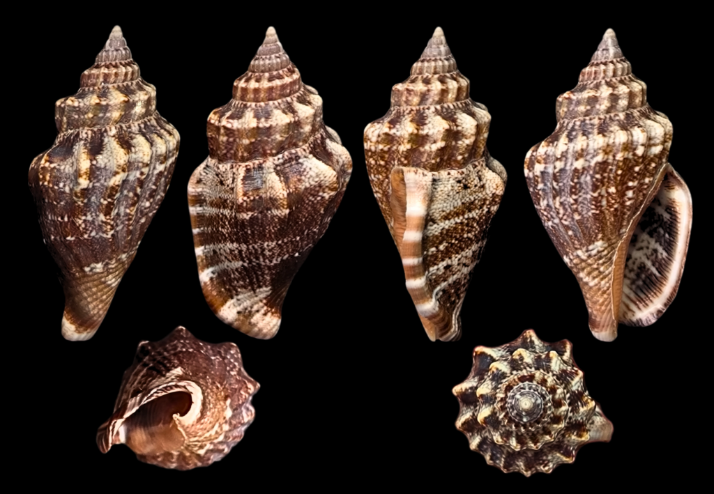 Labiate Stromb