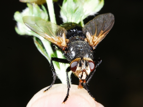 iNaturalist observation photo of Tachinid Flies