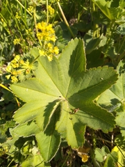 Alchemilla zimoenkensis
