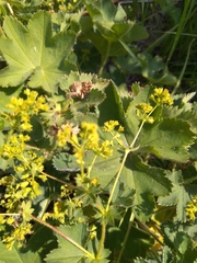 Alchemilla zimoenkensis