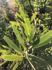 Protea gaguedi
