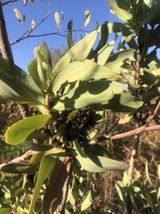 Protea gaguedi