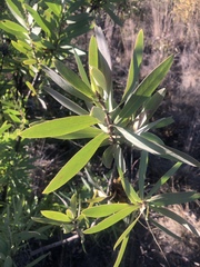 Protea gaguedi
