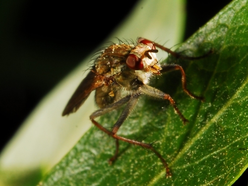 iNaturalist observation photo of Golden Dung Fly