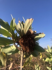 Protea gaguedi