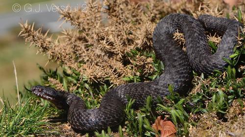 Seoane's Viper