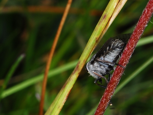 iNaturalist observation photo of Horse Flies