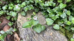 Veronica oligosperma