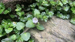 Veronica oligosperma