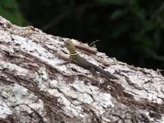 Uracentron flaviceps