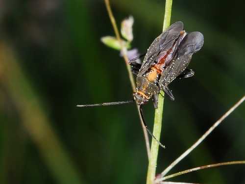 iNaturalist observation photo of Prepops