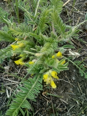Astragalus buchtormensis